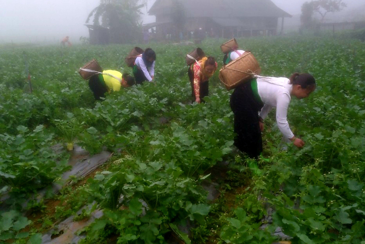 Vì sao nông sản đạt tiêu chuẩn hữu cơ ở tỉnh Hòa Bình ngày càng tăng về sản lượng, chủng loại? - Ảnh 1.