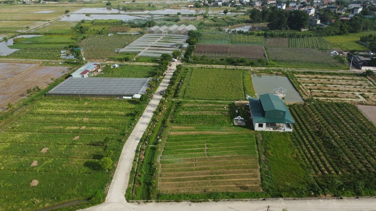 Nông trại rộng 7 ha xanh mướt với đủ các loại rau và cây trái của chị Hiền tại xã Đông Tiến (Thanh Hóa). Ảnh: Thanh Tâm.