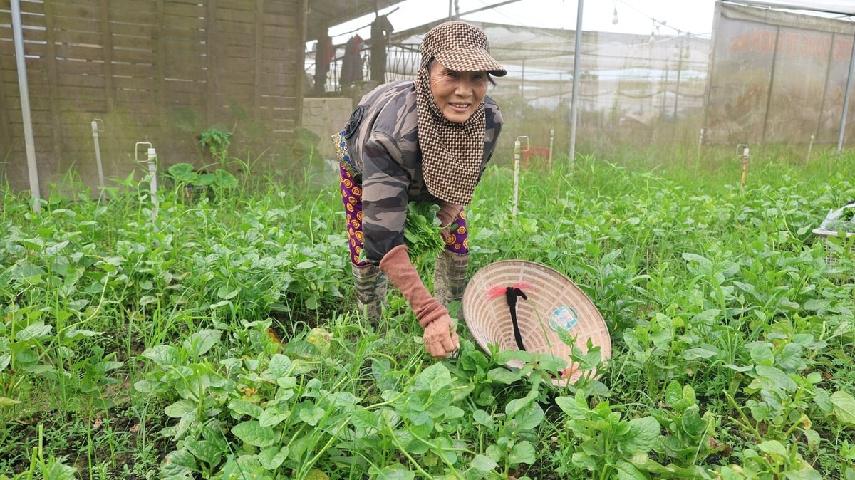 Nông trại của chị Hiền đang tạo việc làm thường xuyên cho 20 lao động, chủ yếu là những người nhiều tuổi như bà Tâm. Ảnh: Thanh Tâm.