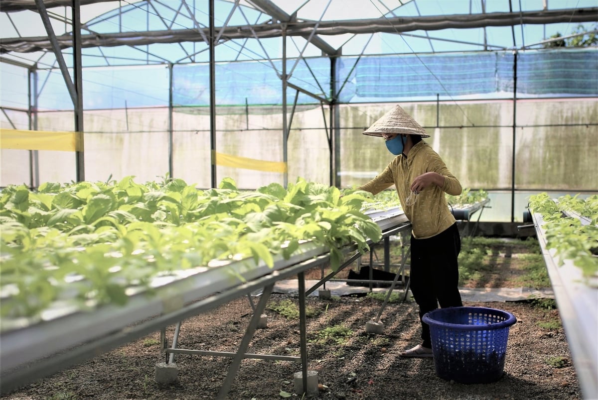 Đà Nẵng đã mở rộng gần 392 ha rau củ quả VietGAP và duy trì 9 mã phục vụ xuất khẩu. Ảnh: Lan Anh. Đà Nẵng đã mở rộng gần 392 ha rau củ quả VietGAP và duy trì 9 mã phục vụ xuất khẩu. Ảnh: Lan Anh.