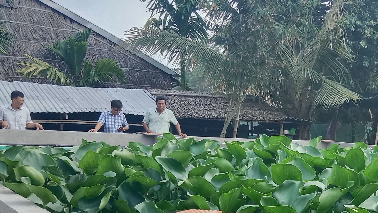 Nuôi con đặc sản to bự trong bể xi măng mọc kín lục bình, anh nông dân Kiên Giang bắt lên là bán hết sạch - Ảnh 1.