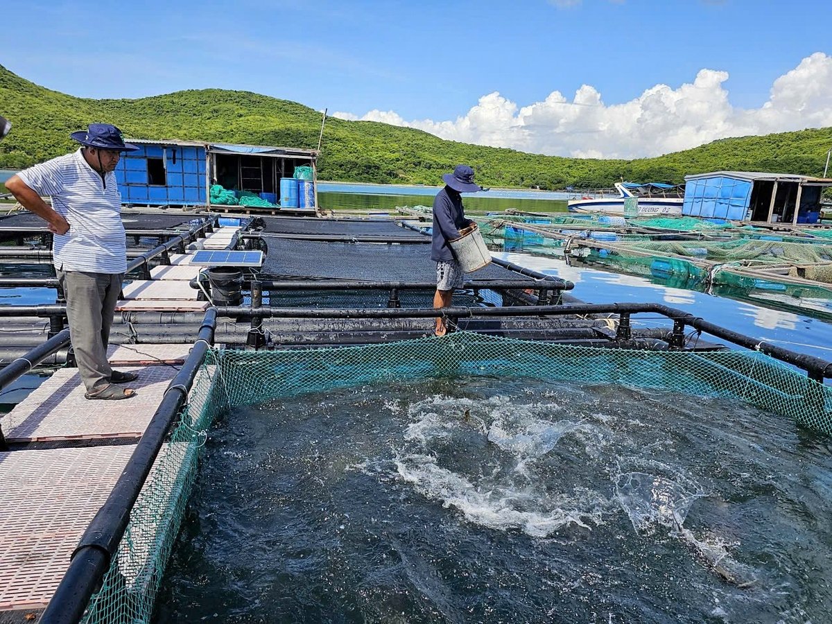 Hiện nay một số thành viên HTX nuôi thủy sản bằng lồng HDPE. Ảnh: Kim Sơ.