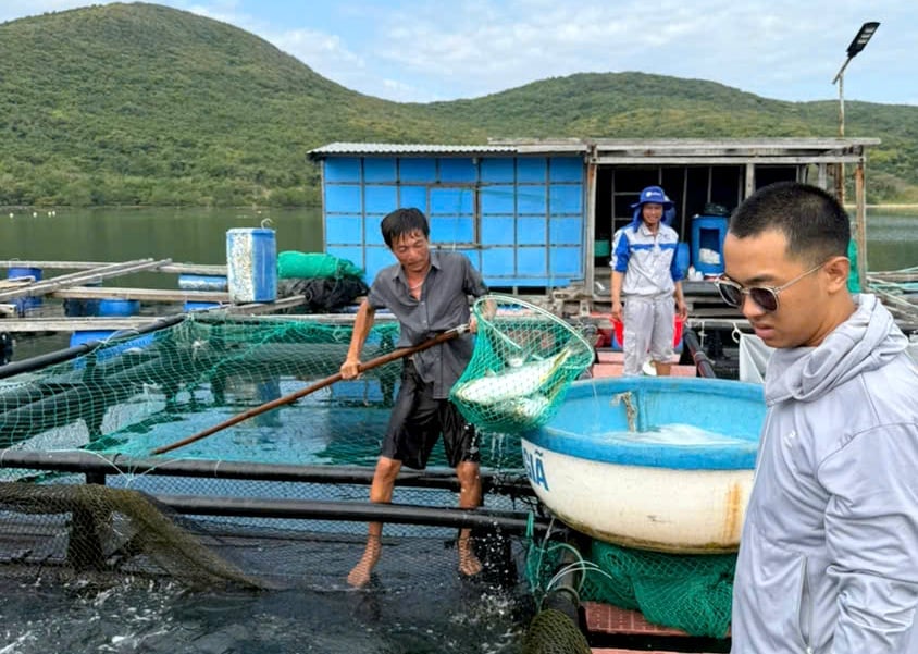 Mô hình nuôi cá chim bằng lồng HDPE, sử dụng thức ăn của Công ty AND-Syaqua' với quy mô 2 vạn con cá chim. Ảnh: Kim Sơ.