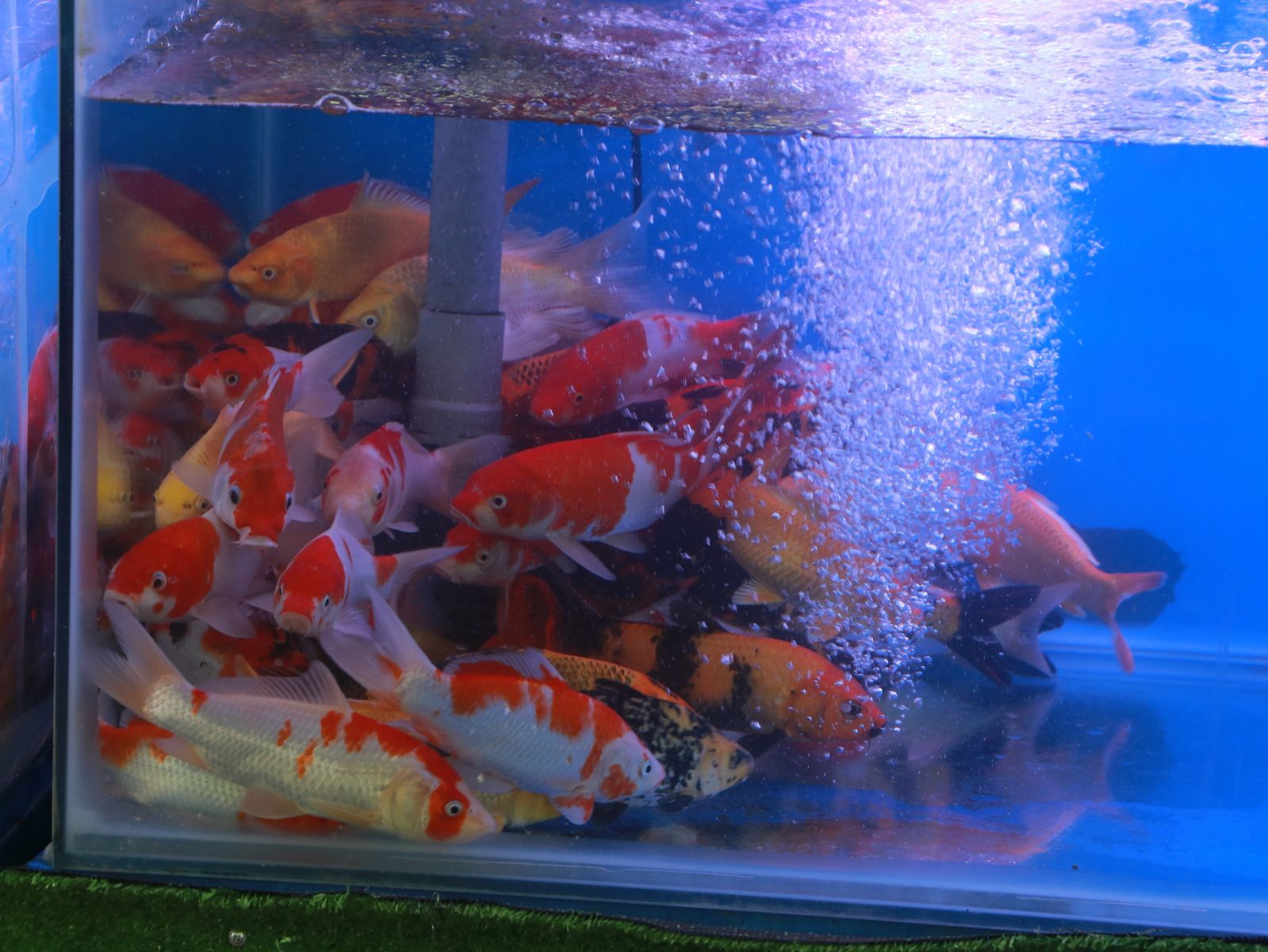 Nuôi cá cảnh - một nghề nông thôn đem lại giá trị kinh tế cao - Ảnh 1.