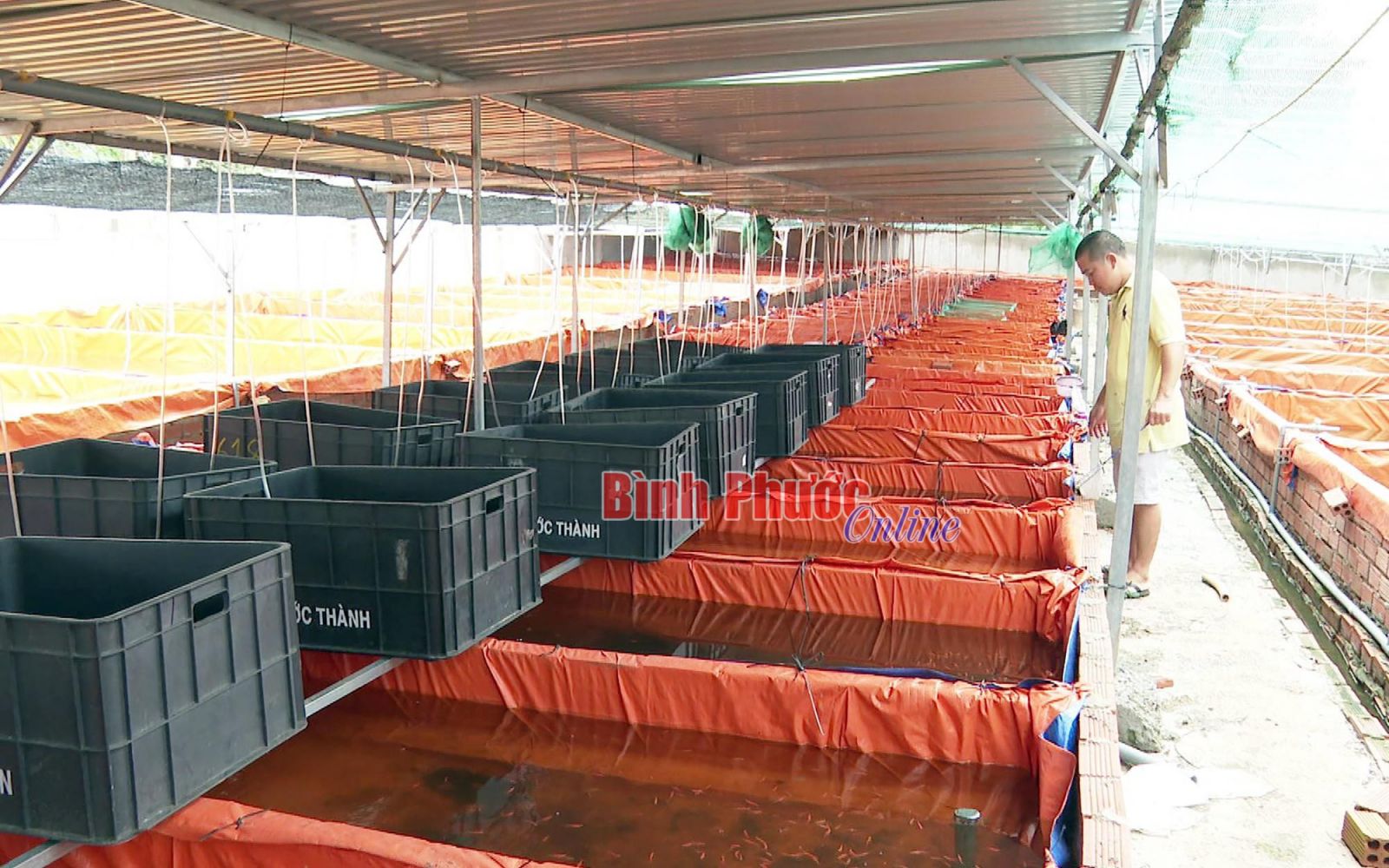 Một anh nông dân Bình Phước làm hồ lót bạt la liệt nuôi thứ cá độc lạ, nhiều người tò mò đến xem - Ảnh 1.