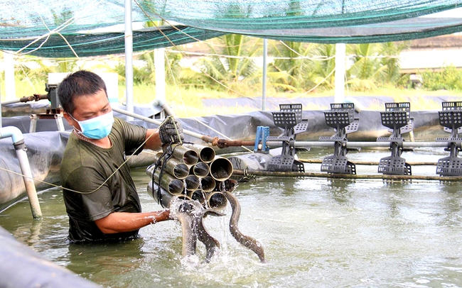 Nuôi cá chạch lấu bằng công nghệ cao, lãi lớn - Ảnh 1.