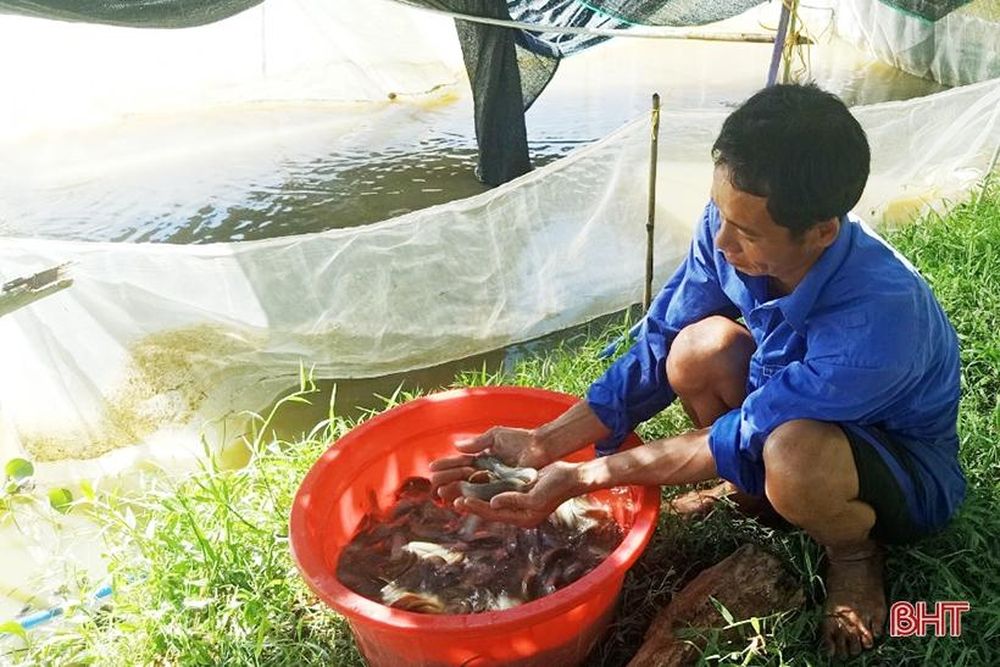 Loài cá có thịt thơm ngon, xương mềm như sụn, có giá trị dinh dưỡng cao, dễ nuôi mà thu lãi lớn - Ảnh 3.