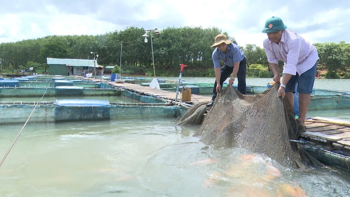 Nuôi cá diêu hông trên lồng bè đang phổ biến nơi dòng sông Sê San. Ảnh: Tuấn Anh.