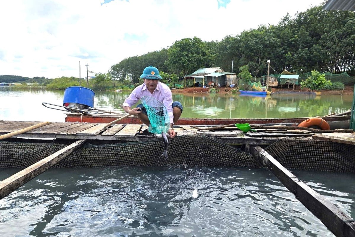 Nhiều hộ dân mạnh dạn nuôi cá lăng, dòng cá đặc sản của địa phương. Ảnh: Tuấn Anh.