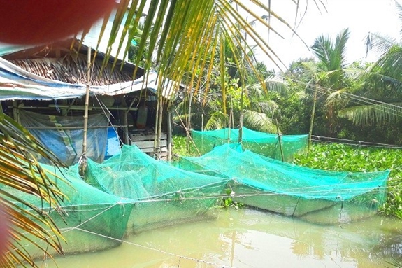 Nuôi cá lóc trong vèo, sau 90 ngày anh nông dân ở Kinh Cùng bắt được 2,4 tấn cá, lãi 43 triệu đồng - Ảnh 1. Nuôi cá lóc trong vèo, sau 90 ngày anh nông dân ở Kinh Cùng bắt được 2,4 tấn cá, lãi 43 triệu đồng - Ảnh 1.