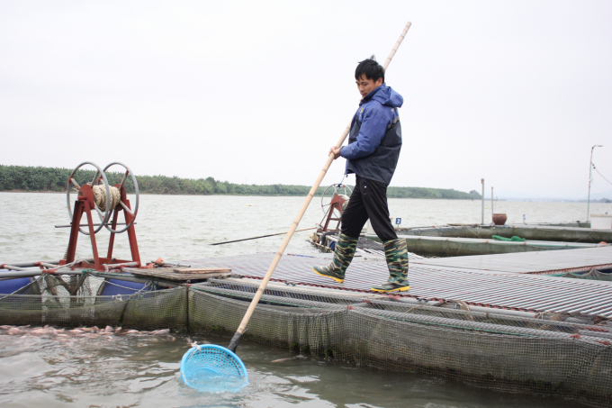 Theo anh Trần Quý Linh, thôn Chi Nhị, xã Song Giang (Gia Bình, Bắc Ninh), giá rét kéo dài khiến cá chậm lớn, tỷ lệ cá chết có chiều hướng tăng lên. Ảnh: Trung Quân.