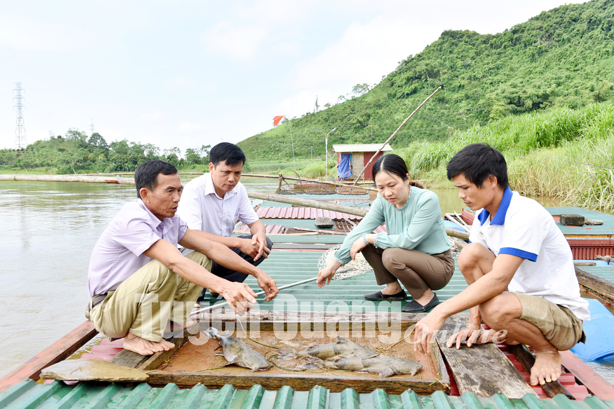 Nuôi cá quý hiếm, nuôi cá đặc sản trên sông Lô, nông dân Tuyên Quang bán 500.000-600.000 đồng/kg - Ảnh 1.