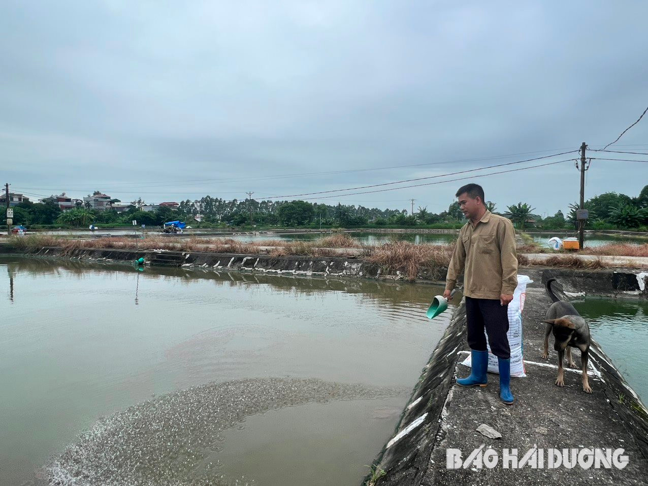 Nuôi loài cá da trơn ưa nước sạch, nông dân Hải Dương lâu lâu mới được bán nhưng bán là đắt hàng, giá cao - Ảnh 1.