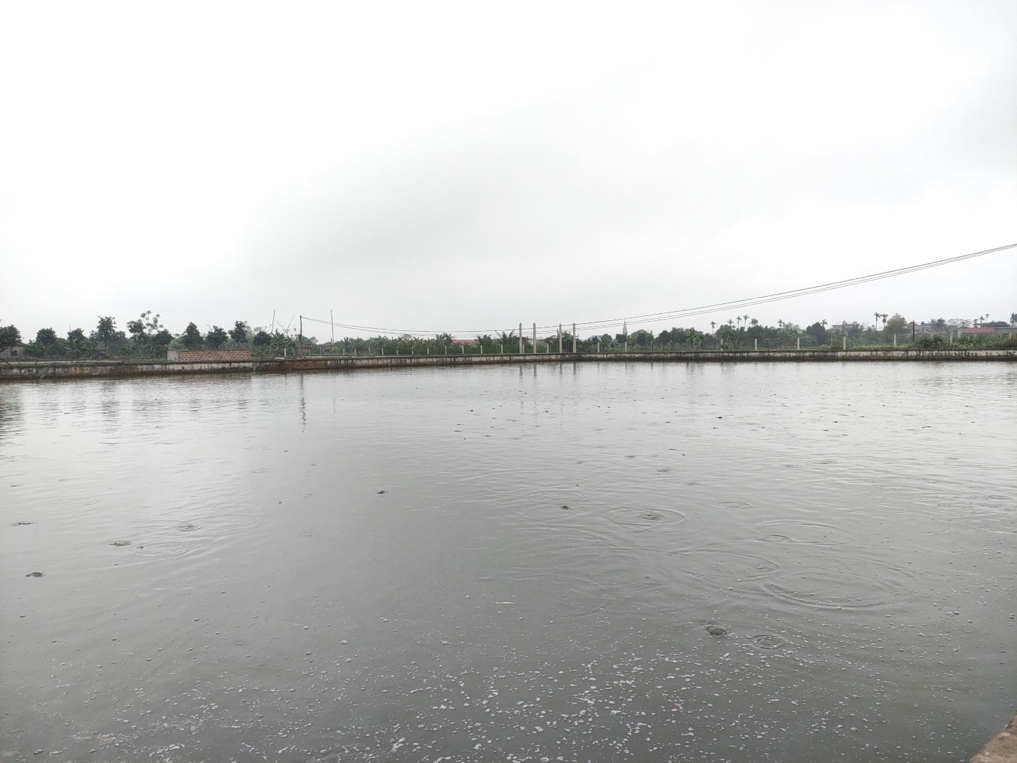 Vùng đất này ở Thái Bình, dân rủ nhau nuôi cá rô đồng, có nhà lãi tiền tỷ - Ảnh 1.