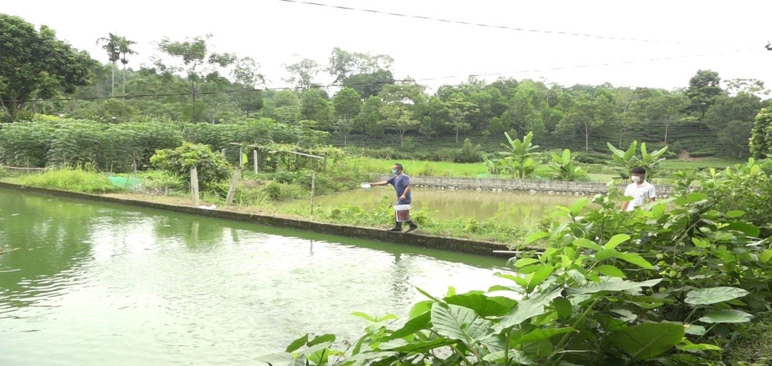 Nuôi cá rô đồng đặc sản dày đặc ở Thái Nguyên, ông nông dân hễ kéo lên bán là hết sạch - Ảnh 1.
