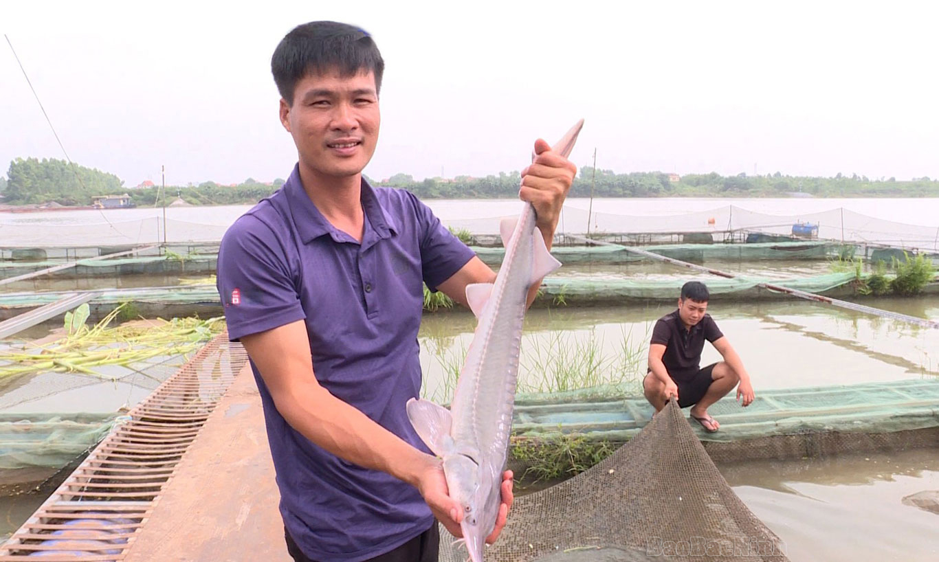 Nuôi thành công cá tầm-dòng cá nước lạnh trên sông Đuống ở Bắc Ninh - Ảnh 1.