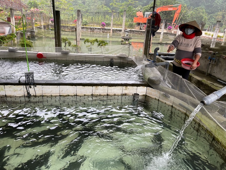 Nuôi cá tầm trong bể xi măng