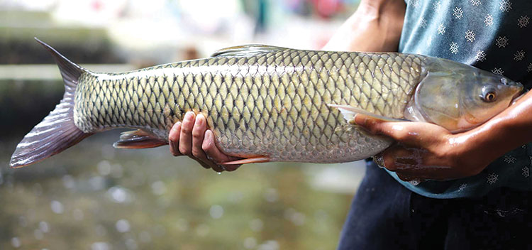 Một loài cá rất giàu dinh dưỡng lại dễ nuôi - Ảnh 1. Một loài cá rất giàu dinh dưỡng lại dễ nuôi - Ảnh 1.