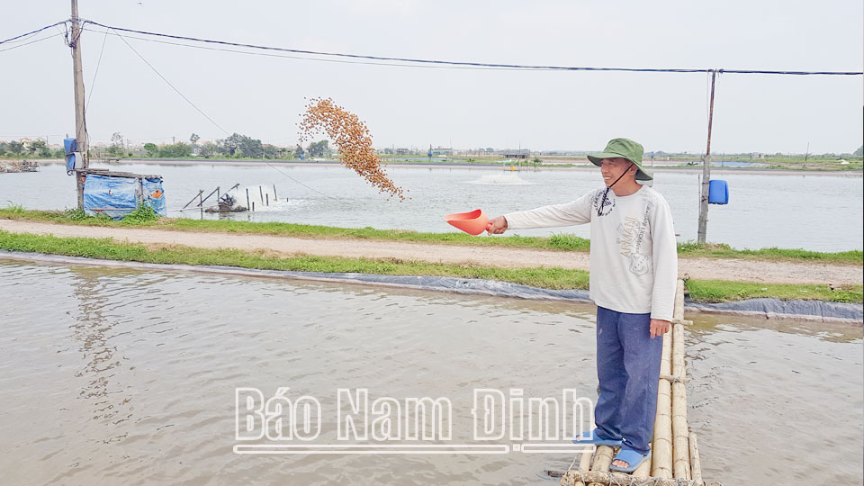 Anh nông dân Nam Định đào ao nuôi 50-60 tấn cá trắm đen, toàn cá nặng 10-18 kg, xe các nơi tấp nập về mua - Ảnh 1.