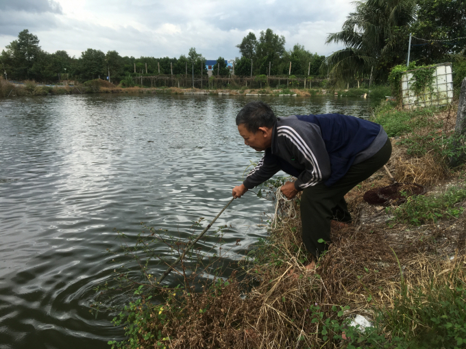 Hiện nay, ông Bích đang tính hướng liên kết sản xuất, tiêu thụ nhằm ổn định hơn đầu ra cho sản phẩm khi có các sự cố bất lợi như dịch bệnh Covid-19. Ảnh: Hoàng Trọng.