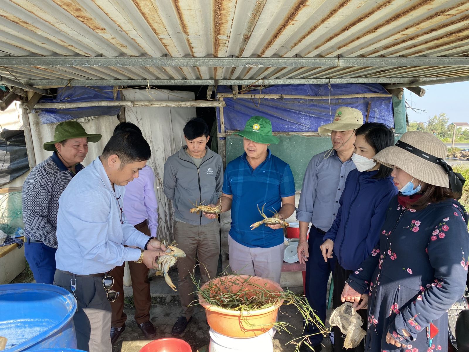 Thả nuôi 10.000 con cua biển, nông dân Hà Tĩnh bắt lên hàng tấn, bán giá 250.000 đồng/kg - Ảnh 2.