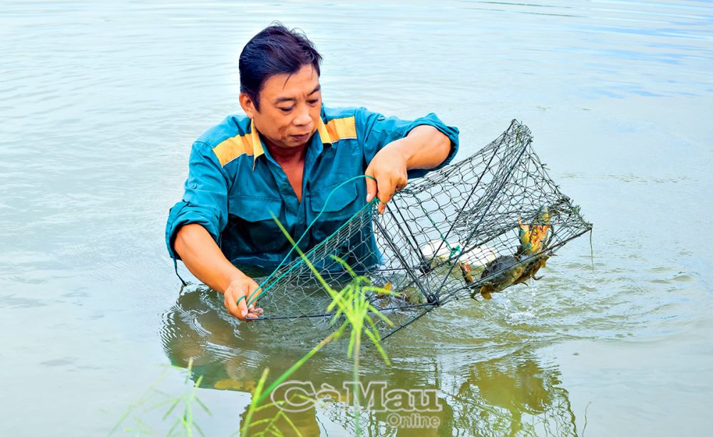 Nuôi cua biển theo 2 giai đoạn ở Cà Mau nước sạch mà con cua to bự thế này, hễ bán là hết sạch - Ảnh 1. Nuôi cua biển theo 2 giai đoạn ở Cà Mau nước sạch mà con cua to bự thế này, hễ bán là hết sạch - Ảnh 1.