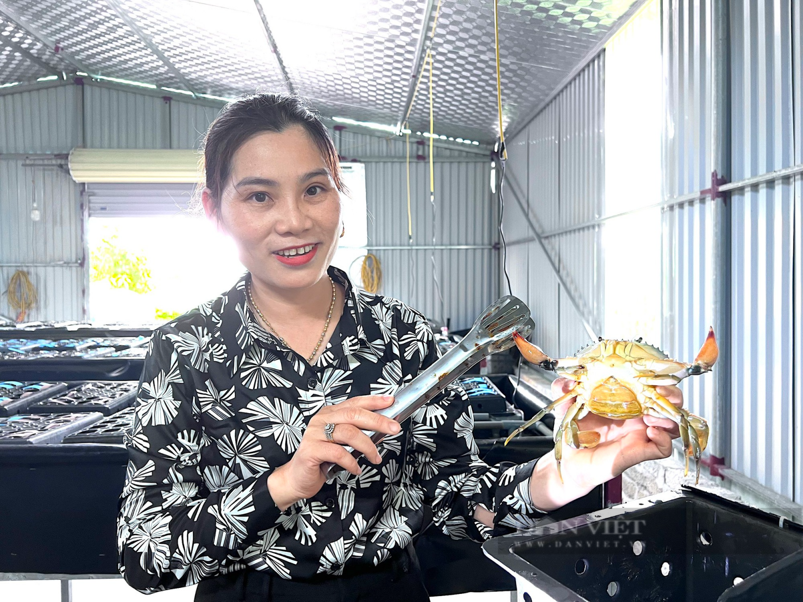 Nông dân Hà Tĩnh nuôi cua "độc, lạ", bán gần 1 triệu/kg vẫn “cháy hàng” - Ảnh 2.