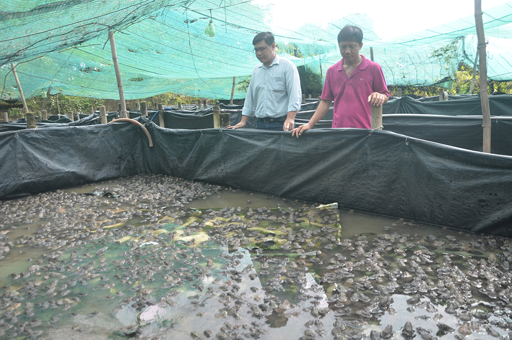 Nuôi ếch thương phẩm dày đặc, thò tay xuống vơ một đống ở An Giang - Ảnh 1.