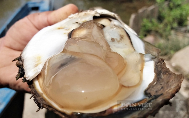 Hàu là một trong những sản phẩm nhuyễn thể hai mảnh vỏ có tiềm năng lớn : Chitrong xuất khẩu và tiêu thụ nội địa. Ảnh: Chúc Ly