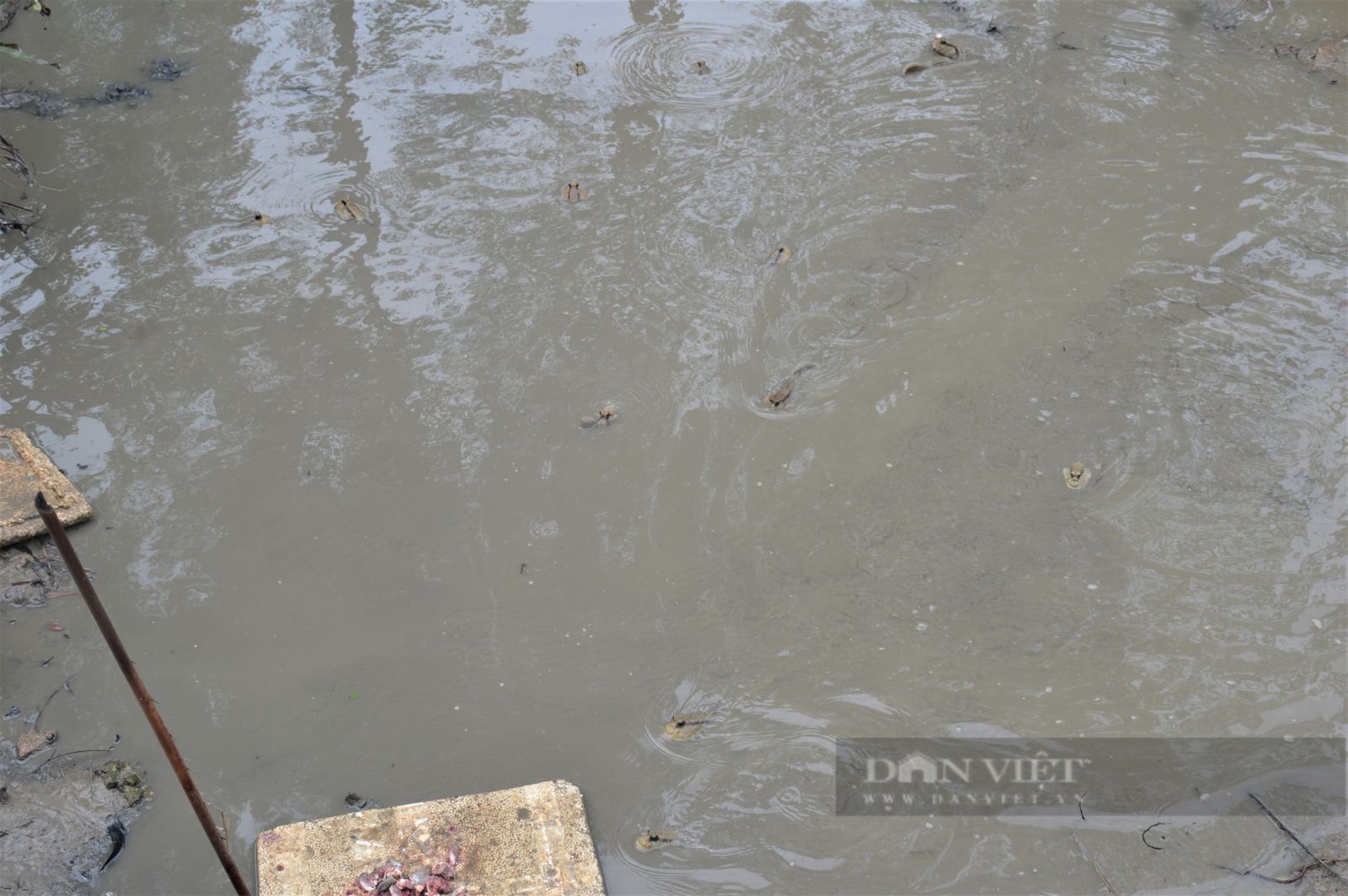 Anh nông dân mê nuôi loài cá kỳ lạ nhất hành tinh - Ảnh 3.