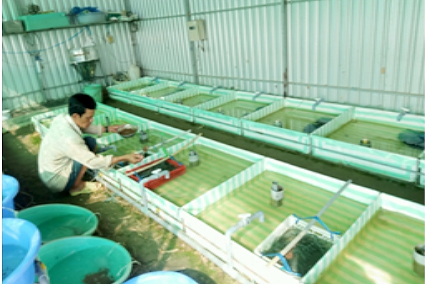 Nuôi lươn giống độc, lạ ở An Giang, cho lươn mẹ làm tổ, đẻ trứng trong ống nhựa, ai cũng muốn xem - Ảnh 1.
