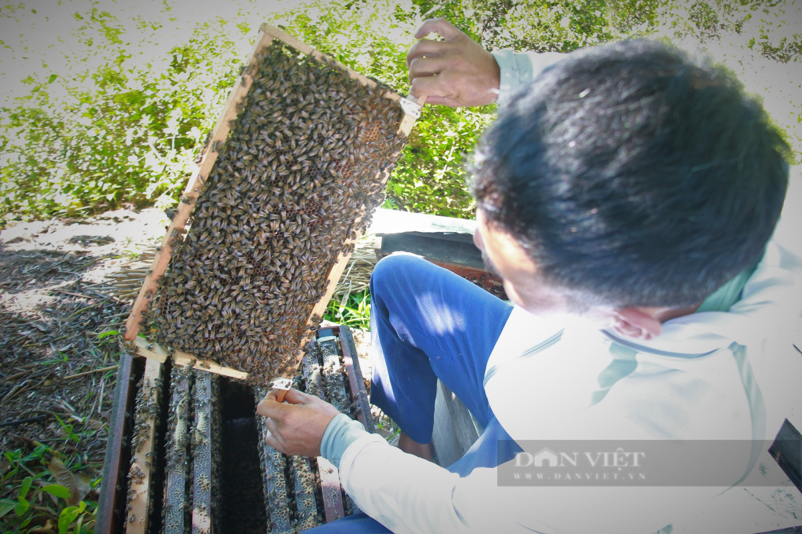 Khai thác "mật" vàng từ Vườn quốc gia Xuân Thủy - Ảnh 3.