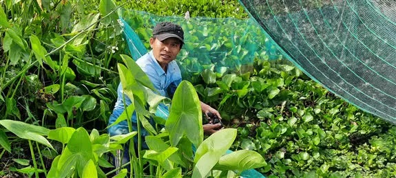 Hậu Giang: Nuôi con đặc sản này dưới vườn cà na, hóa ra bán lại đắt tiền - Ảnh 1.
