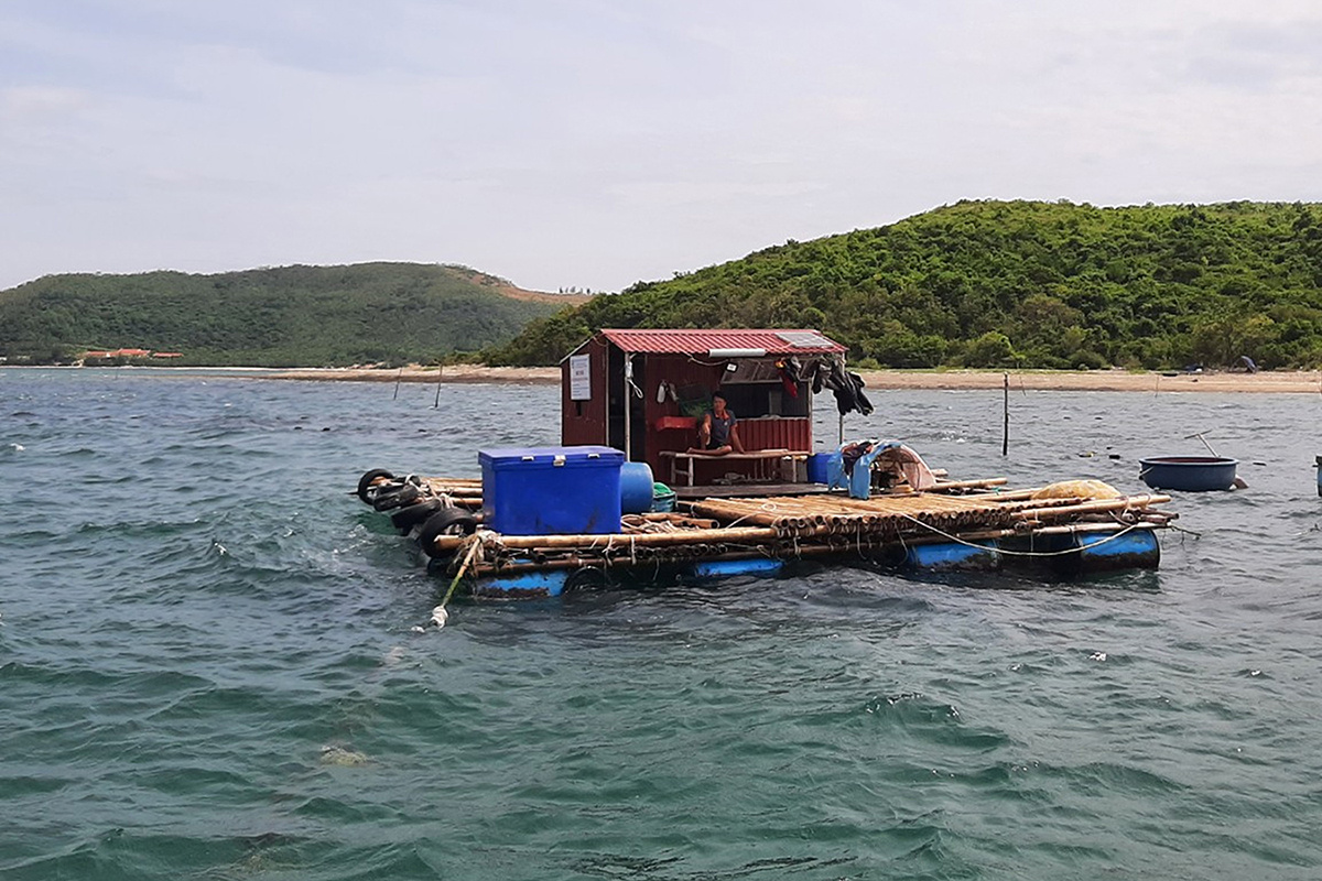 nuôi ốc hương trên biển