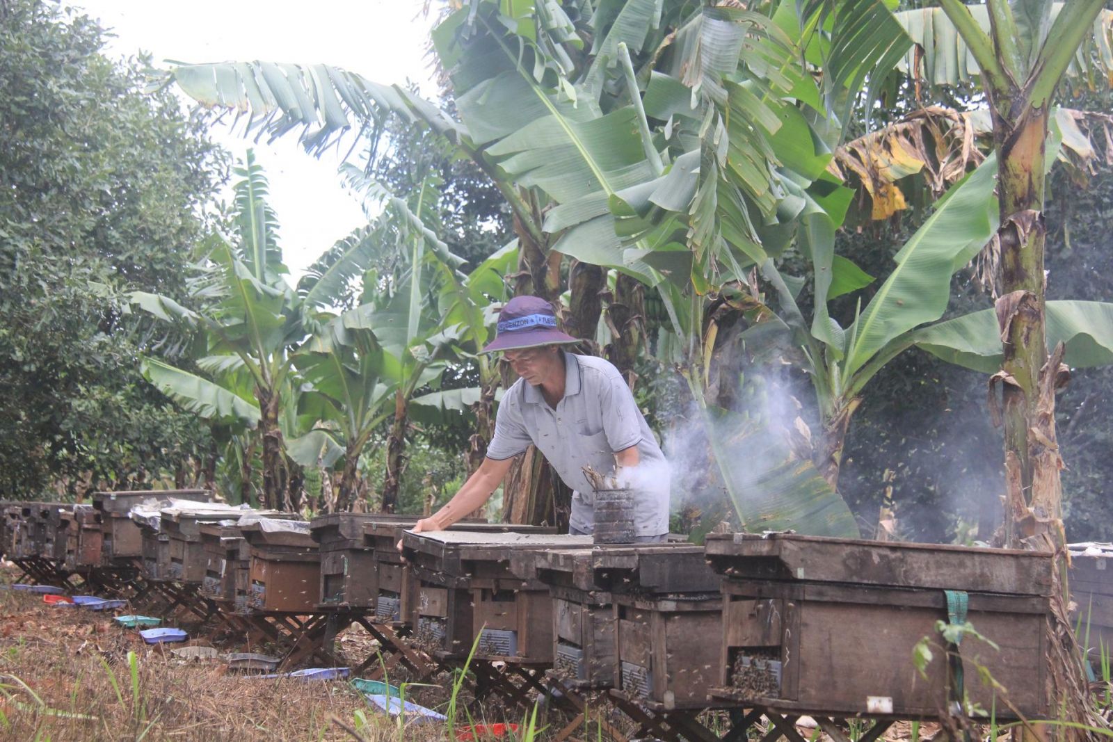 Rõ khổ, nông dân nuôi ong mật ở Đắk Lắk "xấc bấc  xang bang", bán 4kg mật mới mua được 1 ký thịt heo - Ảnh 1.