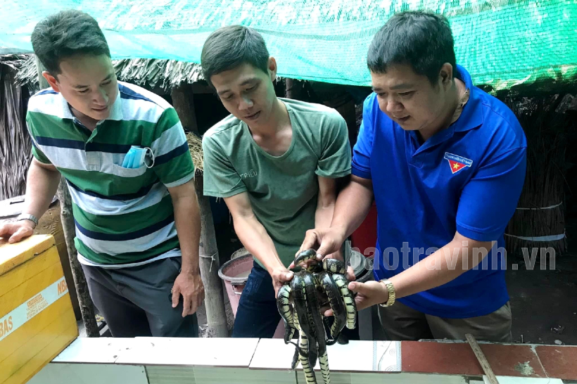 Nuôi dày đặc con nhìn ghê, vốc lên cả một đống, một ông nông dân Sóc Trăng bán đắt như tôm tươi - Ảnh 2.