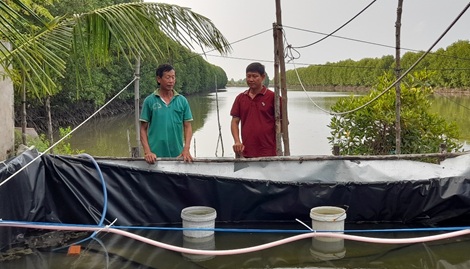 Nuôi tôm sú quảng canh cải tiến 3 giai đoạn ở Cà Mau là nuôi kiểu gì mà hễ bắt lên có người mua ngay? - Ảnh 2. Nuôi tôm sú quảng canh cải tiến 3 giai đoạn ở Cà Mau là nuôi kiểu gì mà hễ bắt lên có người mua ngay? - Ảnh 2.