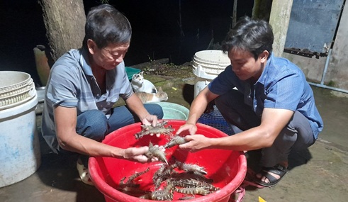 Nuôi tôm sú quảng canh cải tiến 3 giai đoạn ở Cà Mau là nuôi kiểu gì mà hễ bắt lên có người mua ngay? - Ảnh 4. Nuôi tôm sú quảng canh cải tiến 3 giai đoạn ở Cà Mau là nuôi kiểu gì mà hễ bắt lên có người mua ngay? - Ảnh 4.