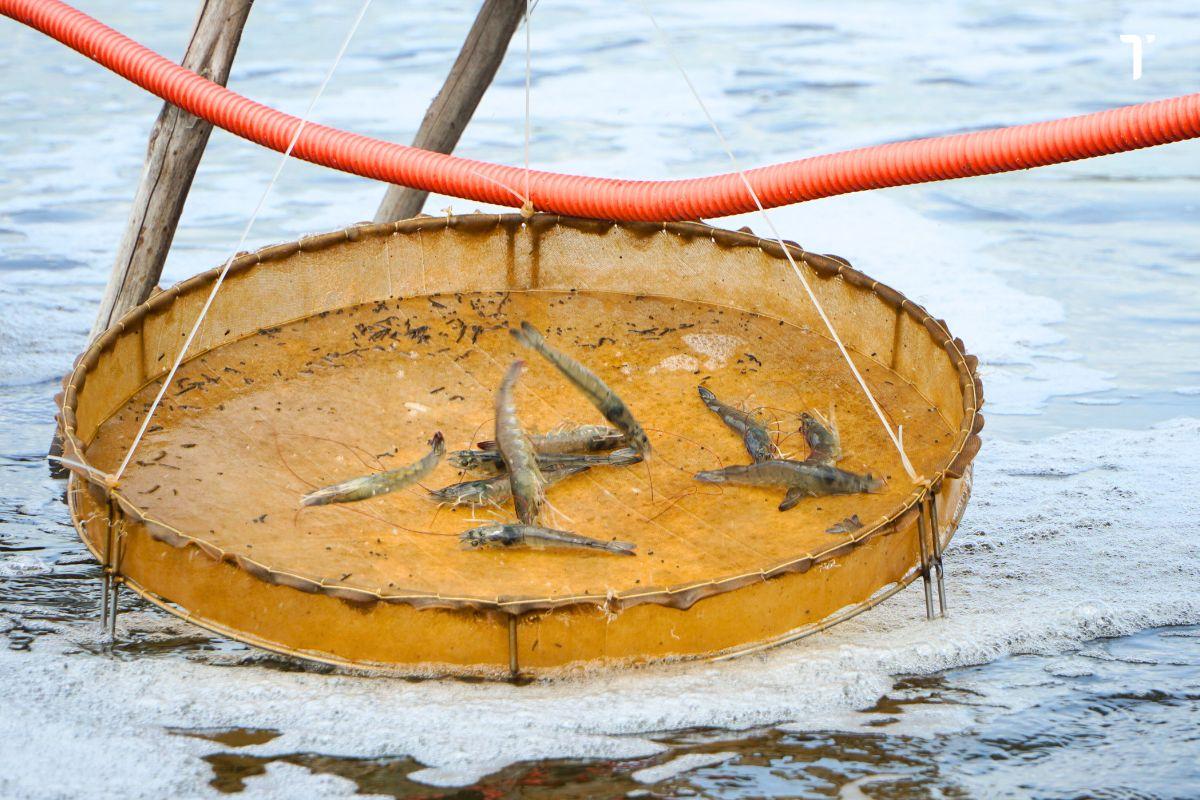 Tôm, cá khỏe mạnh