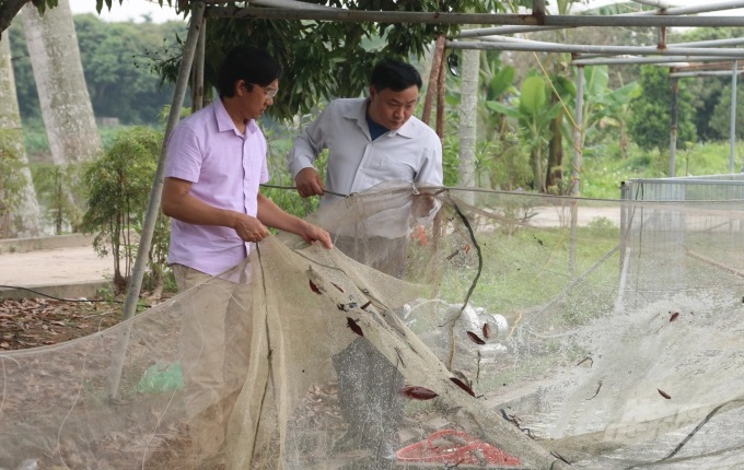 Lãnh đạo phòng Nông nghiệp huyện An Lão kiểm tra mô hình nuôi tôm càng xanh của anh Đạm tại xã Tân Dân. Ảnh: Đinh Mười.