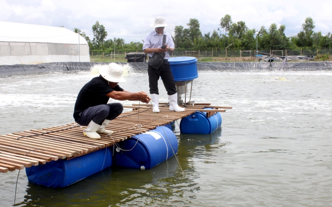 Siêng năng học nghề, người nuôi tôm tăng thu nhập - Ảnh 1. Siêng năng học nghề, người nuôi tôm tăng thu nhập - Ảnh 1.