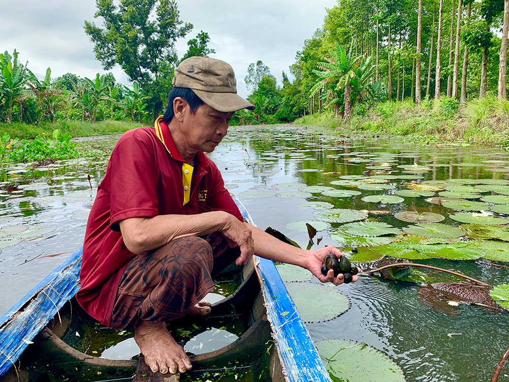 Nuôi ốc bươu đen dưới mương nước, thả thêm bông súng, vườn nhà ở An Giang thêm đẹp, tiền rủng rỉnh - Ảnh 1.