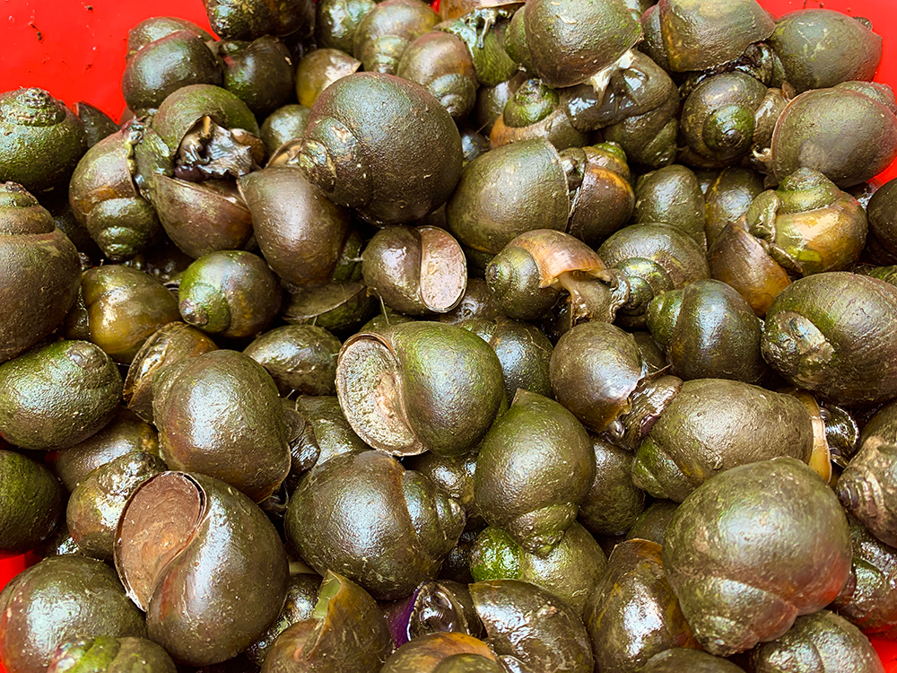 Nuôi ốc bươu đen dưới mương nước, thả thêm bông súng, vườn nhà ở An Giang thêm đẹp, tiền rủng rỉnh - Ảnh 2.