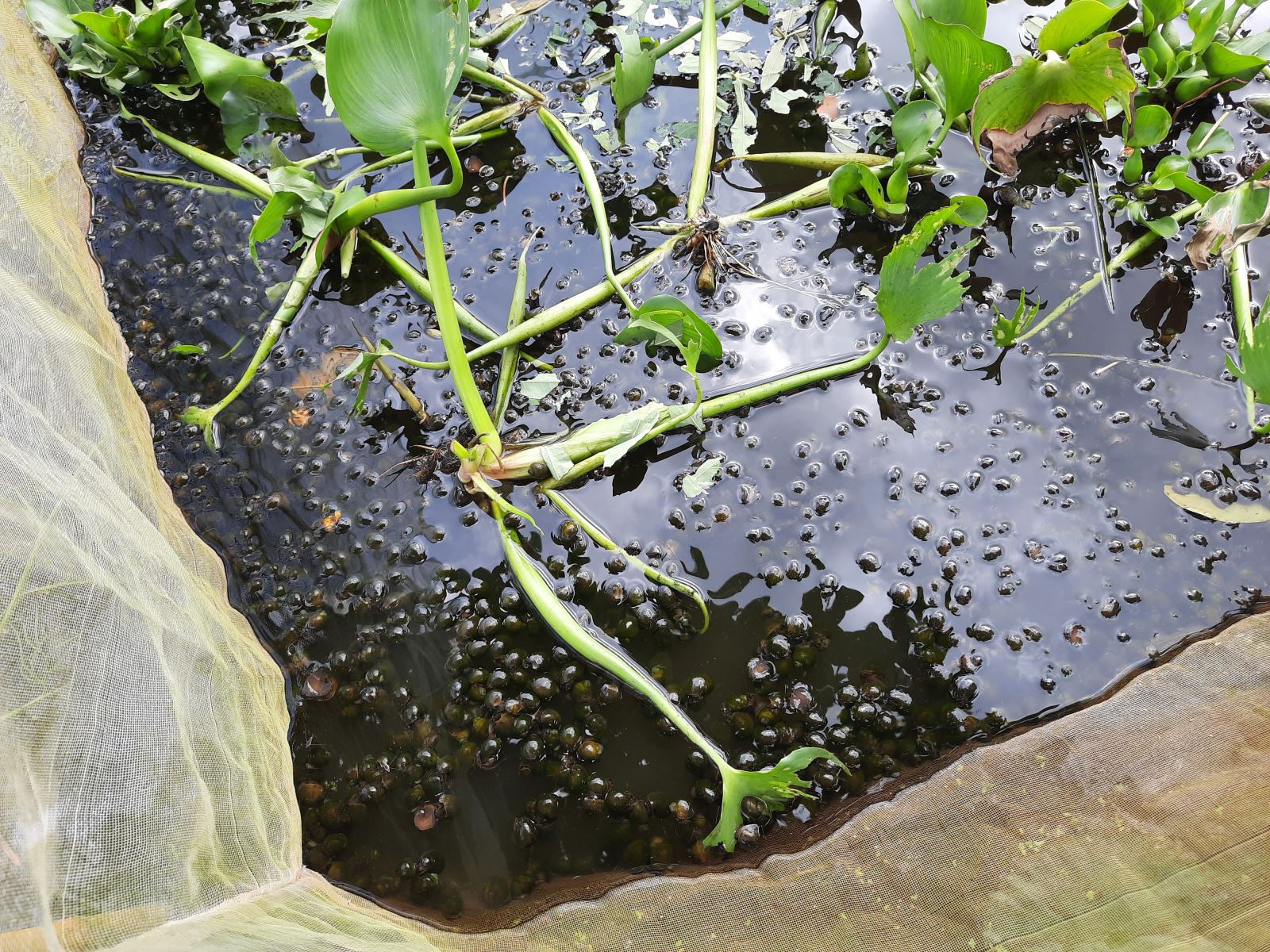 Hậu Giang: Nuôi con đặc sản này dưới vườn cà na, hóa ra bán lại đắt tiền - Ảnh 3.