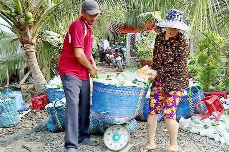 Đây là giống ổi khi bổ ra ai cũng xuýt xoa, nông dân Vĩnh Long trồng dưới ruộng, cứ 1 công lời tới 50 triệu - Ảnh 1.