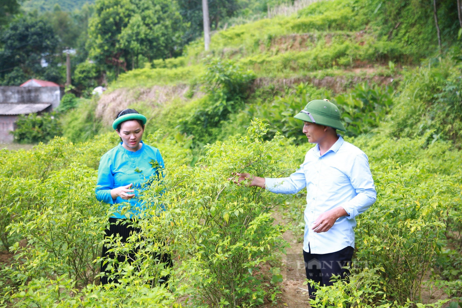 Trồng loại ớt có tên lạ lùng, trái nhỏ hơn đầu đũa, thầy giáo vùng cao Quảng Ninh không đủ hàng để bán - Ảnh 1.