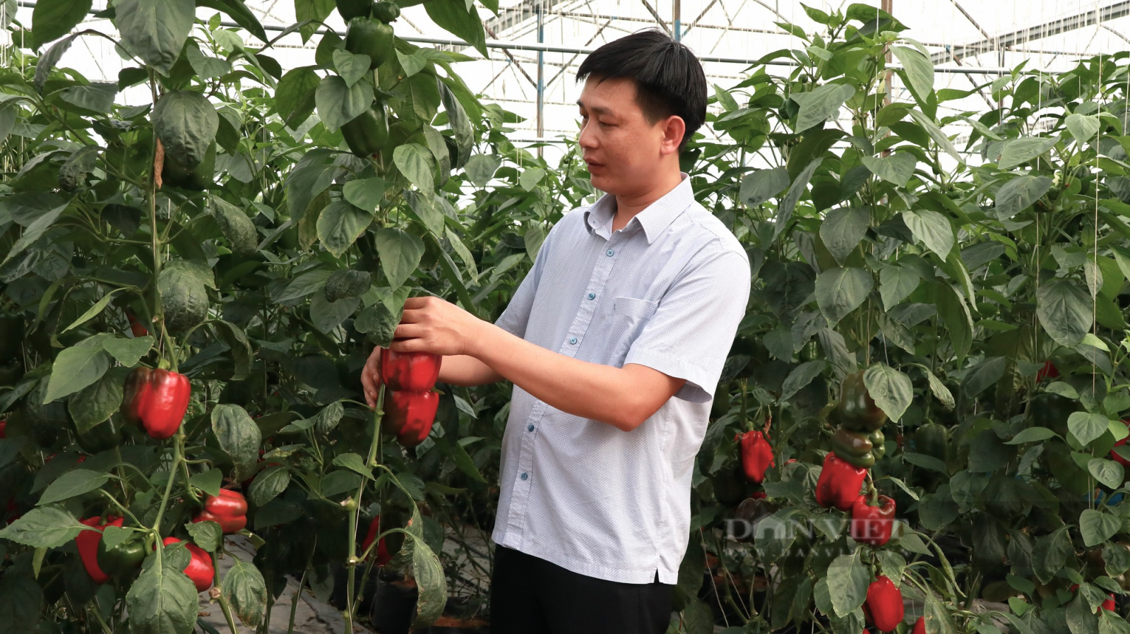 Liên kết 100 nông hộ, 8X Hà Tĩnh đưa nông sản Đà Lạt ra khắp cả nước - Ảnh 2. Liên kết 100 nông hộ, 8X Hà Tĩnh đưa nông sản Đà Lạt ra khắp cả nước - Ảnh 2.