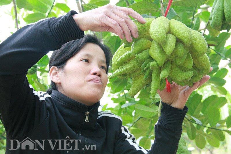 4 loại quả cứ đến Tết lại đắt hàng, có loại cả triệu đồng/quả - Ảnh 17.