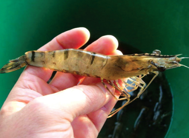 phòng chống dịch bệnh do virus