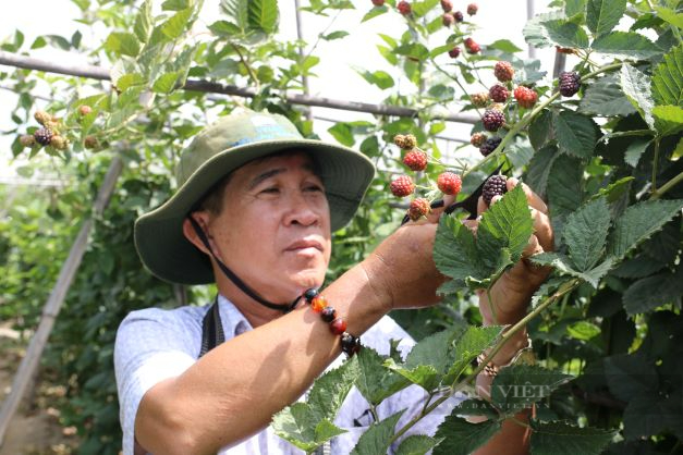 Ninh Thuận: Lão nông tiên phong trồng giống cây độc, lạ hái trái bán kiếm tiền triệu mỗi ngày - Ảnh 4.